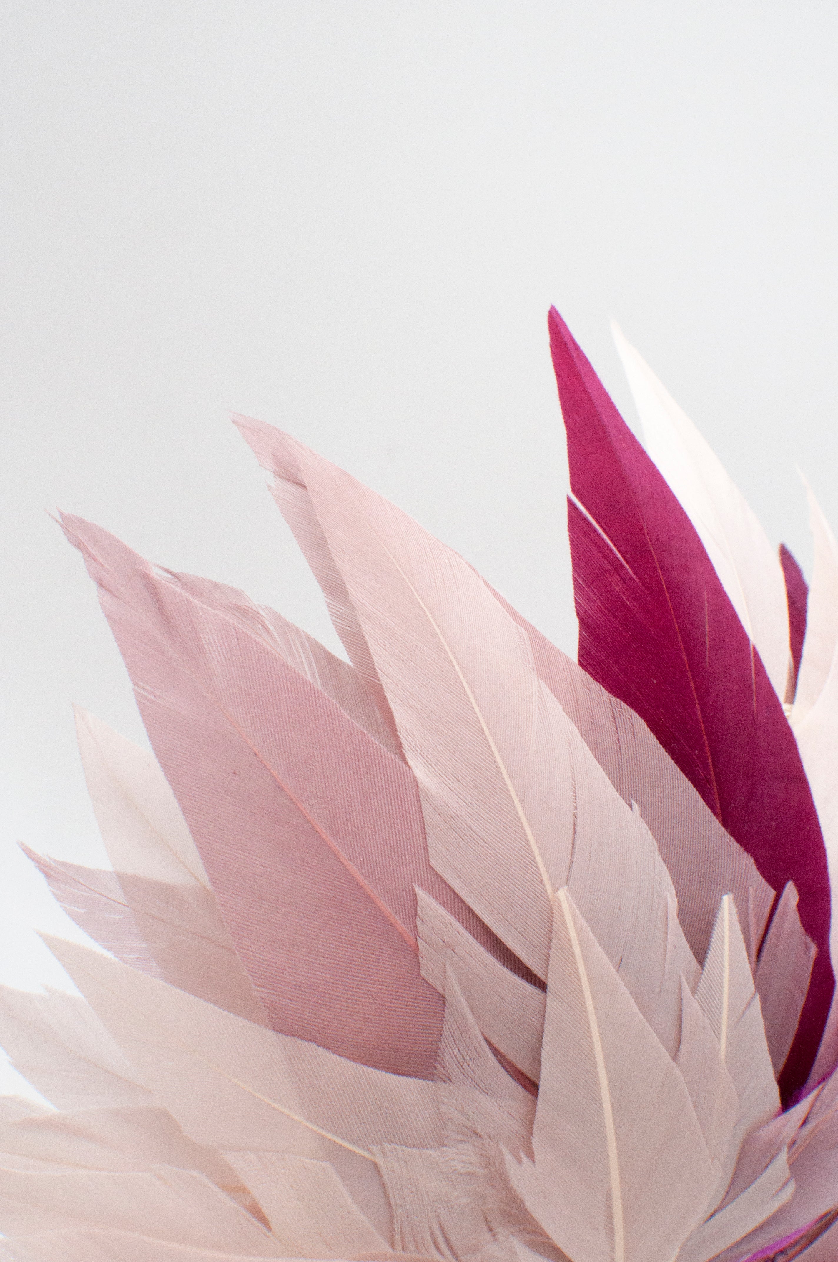 Fascinator - Dahlie image 7