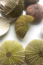 Kette Seeigel image 12