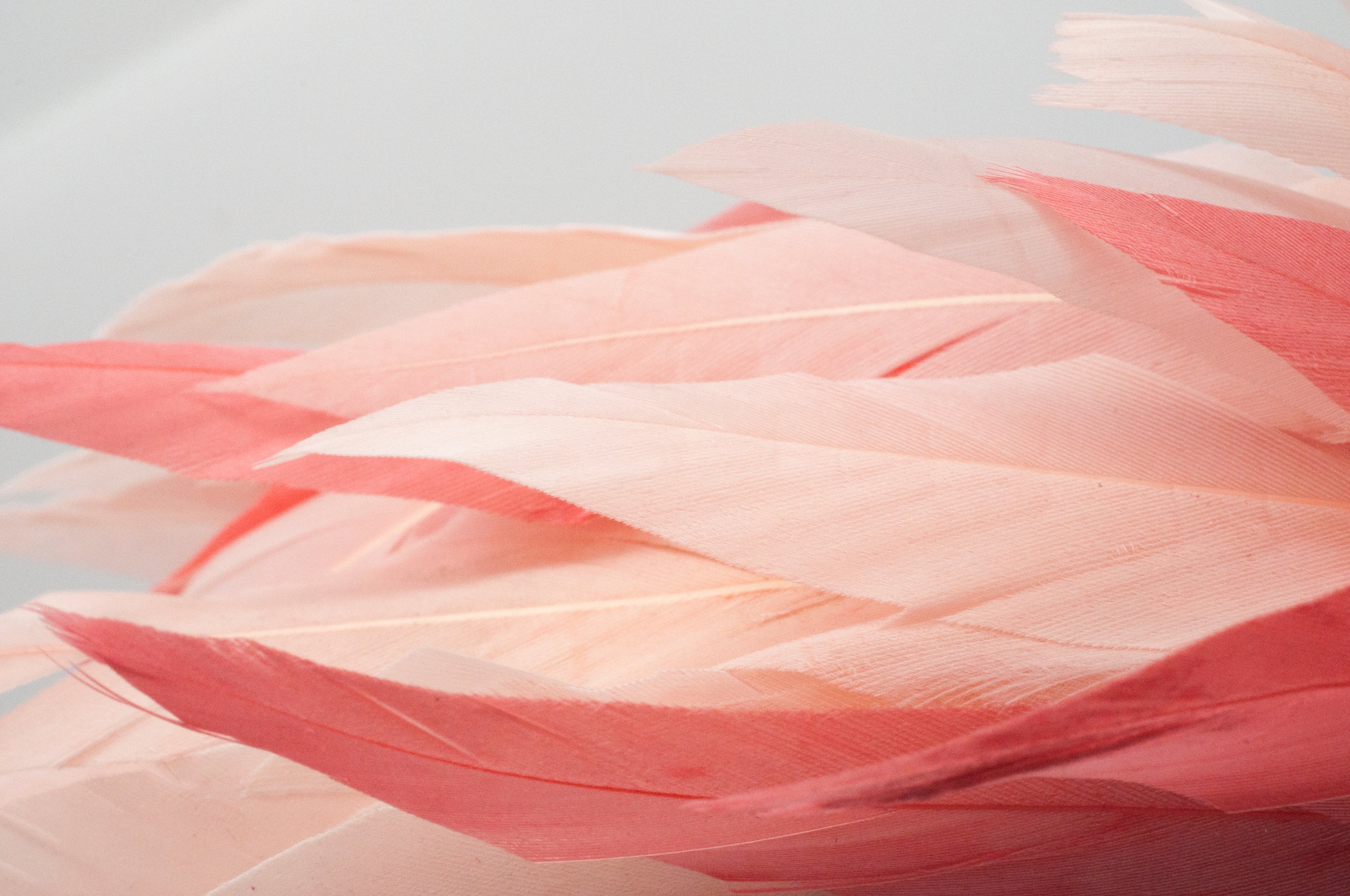 Fascinator - Haarreifen - Flamingo image 5